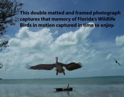 "The Pelican Party" One of my favorite places to visit is the Florida Keys where I took this photograph of a large group of Pelicans flying inland. Like clockwork, they fly in every day to get a meal at a local bird sanctuary where I was able to handfeed these amazing birds and visit with them up close. While there, I took this series of photographs and created this framed and matted fine art print of these Pelicans inflight. This double matted and framed photograph captures Florida's Wildlife B