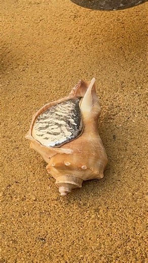 Can we cast a shell Let's find out! 🐌🧪 #science #experiment #casting