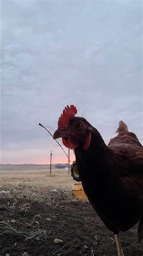 Backyard Chicken cam