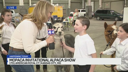 Alpacas take over American Royal at MOPACA, replacing cattle and horses