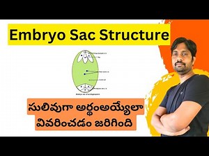 Embryo sac Structure Explained in Easy Way