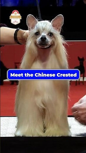 Meet the Chinese Crested