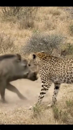 Cheetah And Pig Fighting @ITZAVIARY