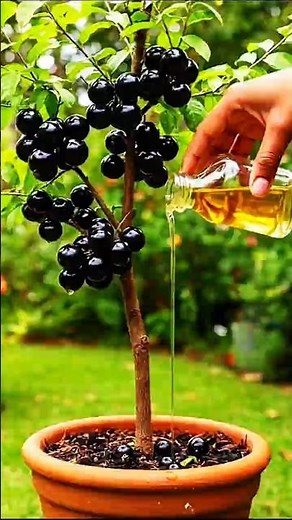 How to perform air layering on a jaboticaba branch and have it produce fruit in a pot.