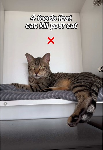 Dangerous Foods Your Cat Should Never Eat