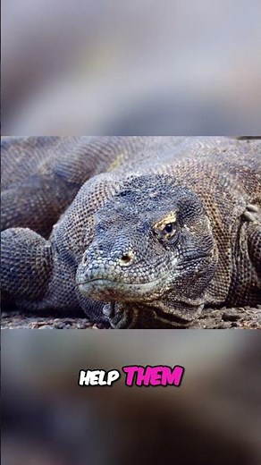 Komodo Dragons: Ambush Masters of Nature