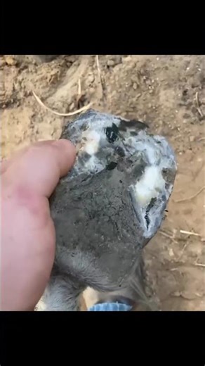 Abscess and a donkey‘s foot ￼