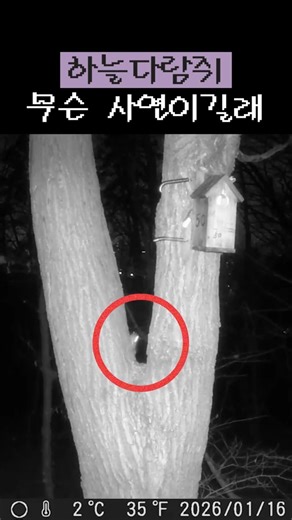성남 하늘다람쥐 등장🐿️💨