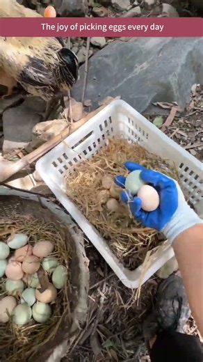 Egg Hunt Adventure in the Wild!