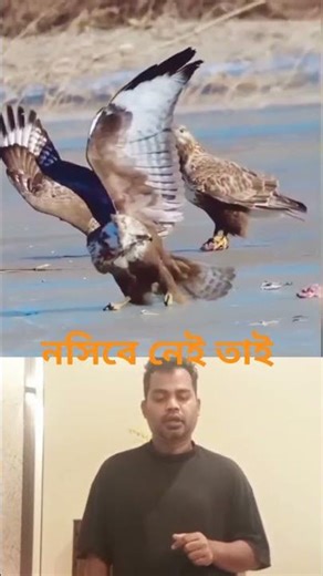If you have the luck, you will be like this #birds #shortvideo