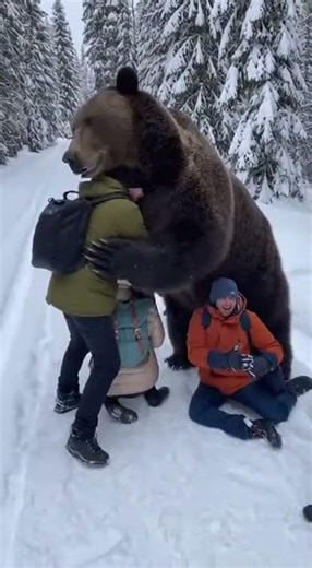 This Bear Just Gave Him a “Bro Hug” #Bear #BrownBear #Wildlife #FunnyAnimals #UnrealMoments #Winter