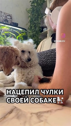ГЕТРЫ ДЛЯ ПУДЕЛИХИ ЭТО СПАСЕНИЕ🤩 #пудель #растения #цветы #plants #собаки #poodle #мальтипу