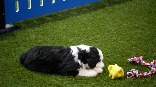 Shepadoodle puppy for sale