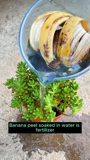 114K views · 1.7K reactions | 4 types of irrigation water from fruit peels #gardeningtherapy #gardeningseason #gardeningislife #gardeningideas #gardeningtools | Gardening Tips | Facebook