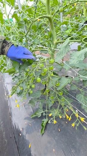 방울토마토 2차추비는 지금#주말농장