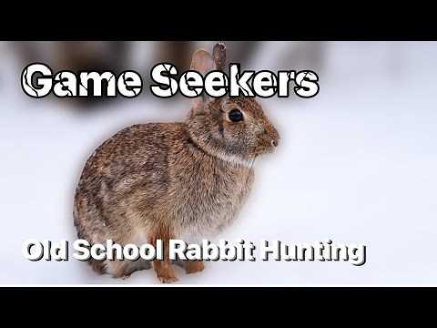 How To Hunt Rabbits! (Without Dogs)