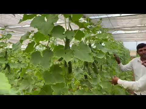 #agriculture #bestfungicide Testimonial Farmer Name- Nibichan ji dyal Village-Khachariawas Crop-