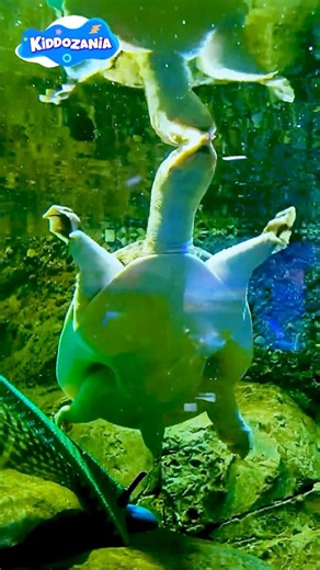 Hunter Meets a Softshell Turtle | Amazing Turtle Encounter for Kids