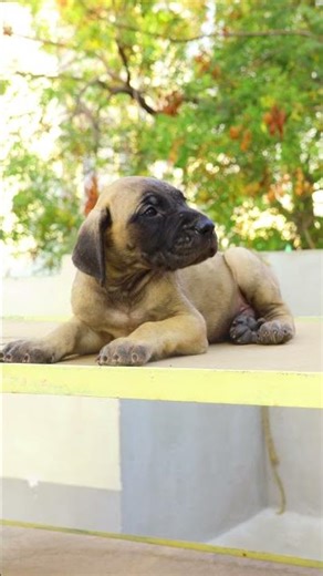 9666985145 #greatdane #puppies #petshop #adoption #puppyadoption