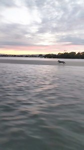 10M views · 189K reactions | A nice way to finish the long weekend, with Tye. remember we have extended ours still this week. #thebaitshopgoldcoast #tackle #fishing #dog #dogsofinsta #dogoftheday | The Bait Shop Gold Coast | Facebook