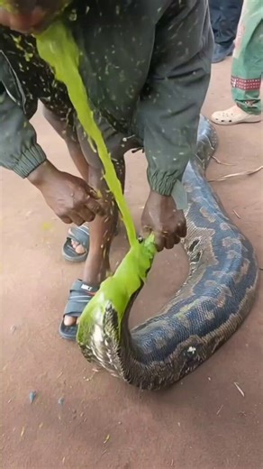 Strength disappears fast under pressure.Even a python couldn’t hold it together 💀