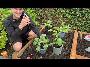 Why & How we Pinch Dahlias for More Blooms + Planting Dahlias from Seed | Perennial Garden