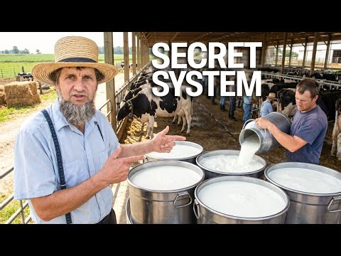 11 Cow Breeds That Produce Full Milk on Zero Dollar Cost on Grain Feed