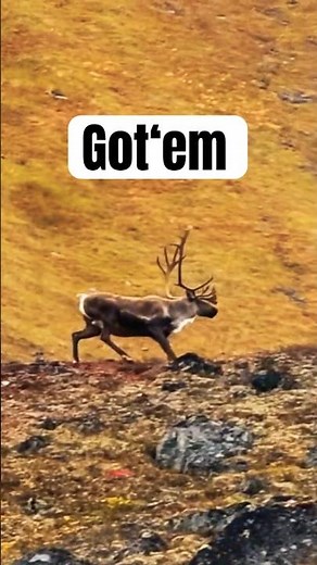 400+ yard Caribou Shot in Alaska