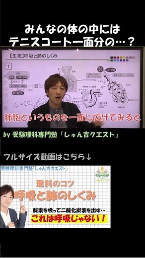 【理科のコツ「呼吸と肺のしくみ」】肺胞はテニスコート1面分の面積!?【受験理科専門塾しゅん吉クエスト】