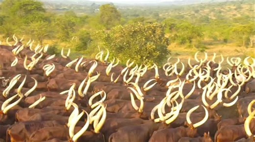 Uganda Media Centre on Instagram: "Long-horned cattle stand out with their iconic horns, toughness, and adaptability. Beyond their beauty, they’re prized for milk, meat, hides, dung, and their deep cultural value. Built for harsh climates, disease-resistant, and naturally gentle | #AgricultureUG | #ExploreUganda"