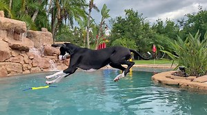 Great Dane Learns To Count Down Her Jump Into The Pool
