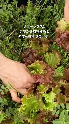 外葉だけで何度も収穫！？サニーレタスの家庭菜園的な採り方