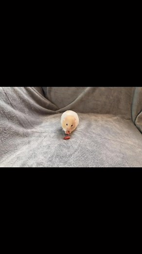 Thehamsterstation on TikTok