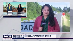 70,000 pounds of bees escape after semi overturns in Whatcom County, WA