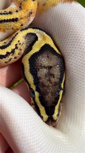 Pastel Yellow Belly Pied Het Clown #BallPython