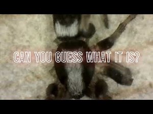 Can You Guess What It Is? 🔬 Everyday Things Up Close #2