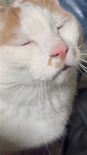 猫ヒゲ長いな #猫 #cat #shorts