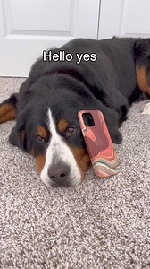 1.3M views · 50K reactions | Derek calls customer service  Jason Banks Comedy #baneandbrue #jasonbankscomedy #dogskit | grizzly.bane | Facebook