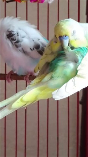 Love Birds Grooming Moment #youtubeshorts #lovebirds #cutebirds #budgies #shorts #explore #ytshorts