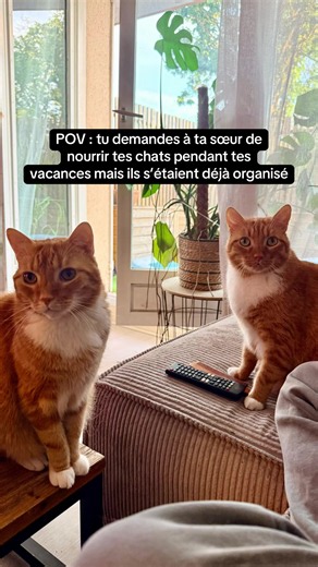 POV : Ta sœur doit nourrir tes chats mais ils s’étaient organisés