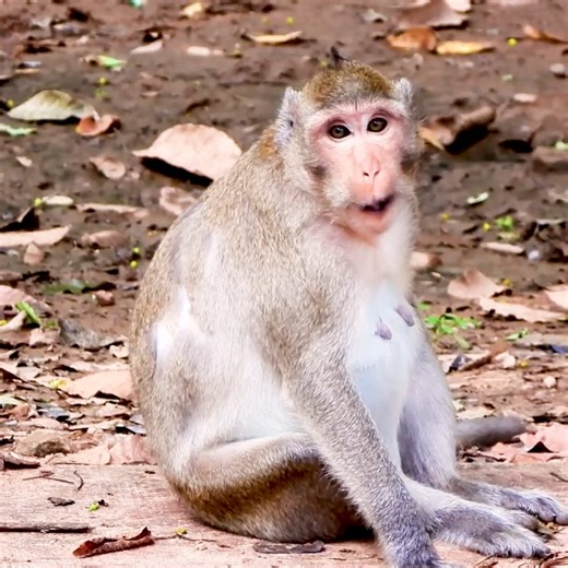 Young monkey Jonna carefully explores the forest floor, pausing often, learning where to search while keeping a quiet sense of awareness nearby. | List Monkey