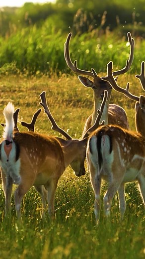 Deer Pooping: Nature's Unseen Moments