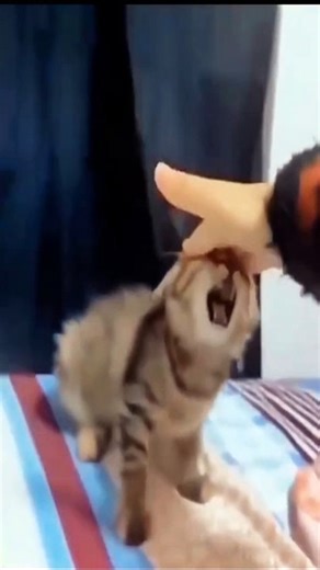 Funniest animals Dailymotion# Funny and Fails Pets Video