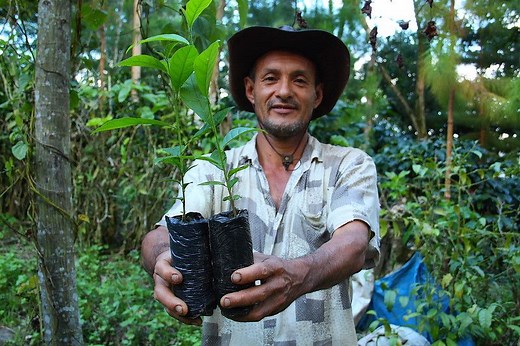 Rainforest Alliance Certified Coffee