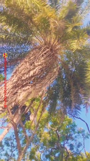 🌴 Tropical Vibes & Blue Skies ☀️ #viral_shorts #trendingshorts #views_viral