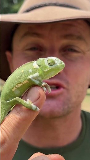 Look at this chameleon, there are over 200 different species of chameleons! 🇿🇼🌍