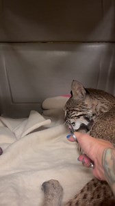 903K views · 10K reactions | Bobcat feeding.  | McCarthys Wildlife Sanctuary | Facebook