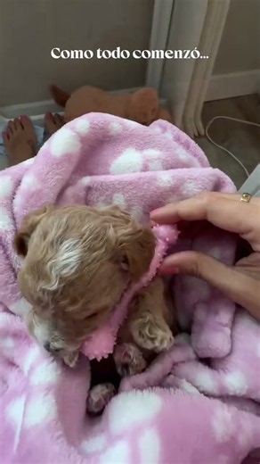 NOA 🐶 La sobreviviente, la valiente que a pesar de todas las circunstancias a llenado nuestras