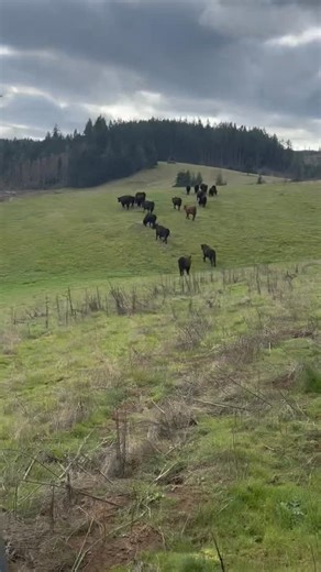 Almost forgot this is the whole point. The long days, the early mornings—it’s all for them. We’re just here to help you keep it going, like we’ve been doing since 1938. | Powder River