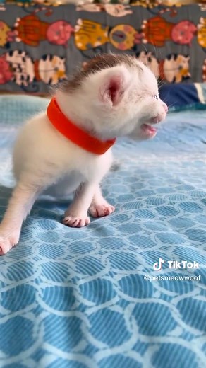 Attract Cats with Kitten Sounds: Effective Tips and Tricks